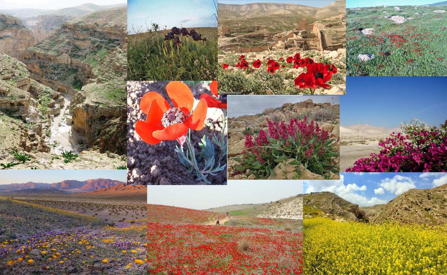 11.03.2025Galil pustyn 05