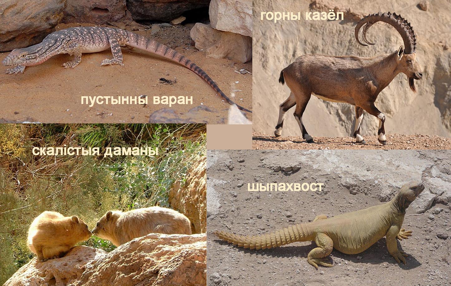 11.03.2025Galil pustyn 07