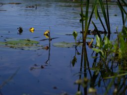 32-я Пілігрымка Маладзечна-Будслаў, 2025 Laudato Si